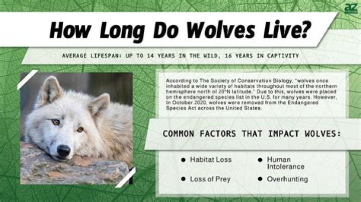 Exploring The Social Structures Of Wolves: How Many Partners Does A Wolf Have?